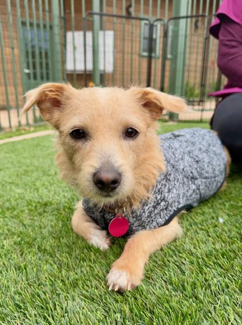 Enlarge Dorothy, a Adoptable mixed breed in Agoura Hills, CA image 1/4