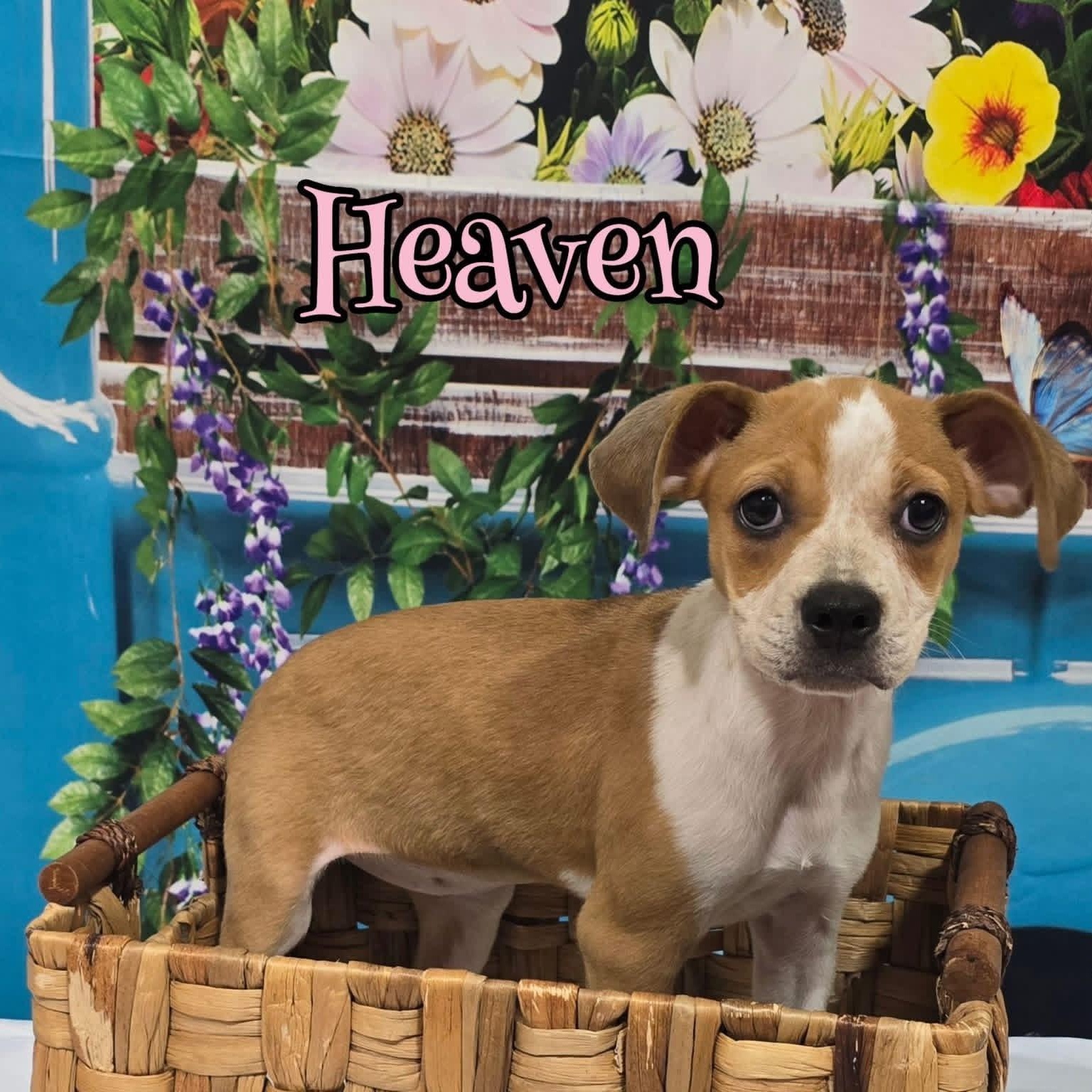 Enlarge Heaven, a ADOPTABLE mixed breed in Joliet, IL image 1/1