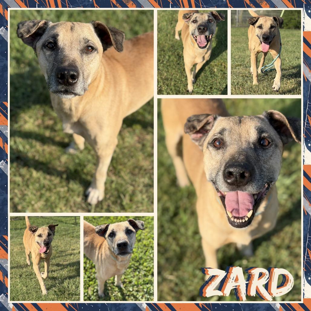 Enlarge Zard, a Adoptable mixed breed in Fort Smith, AR image 1/2