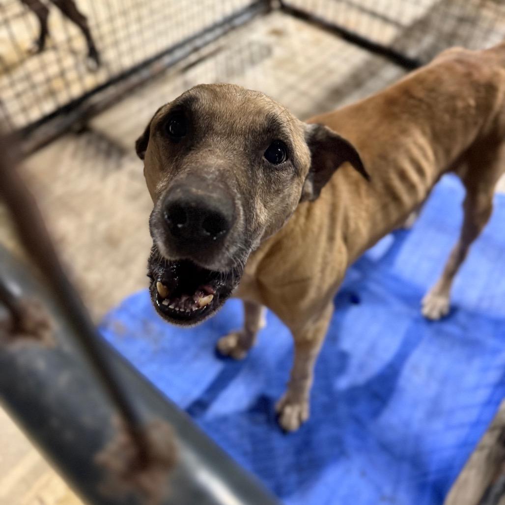 Enlarge Zard, a Adoptable mixed breed in Fort Smith, AR image 2/2