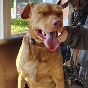 CHIEF, a ADOPTABLE Mixed Breed in Fernandina Beach, FL image 1/2