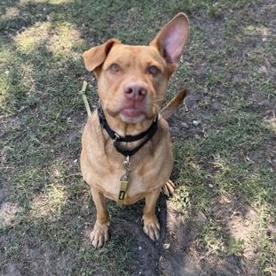 CHIEF, a ADOPTABLE Mixed Breed in Fernandina Beach, FL image 2/2