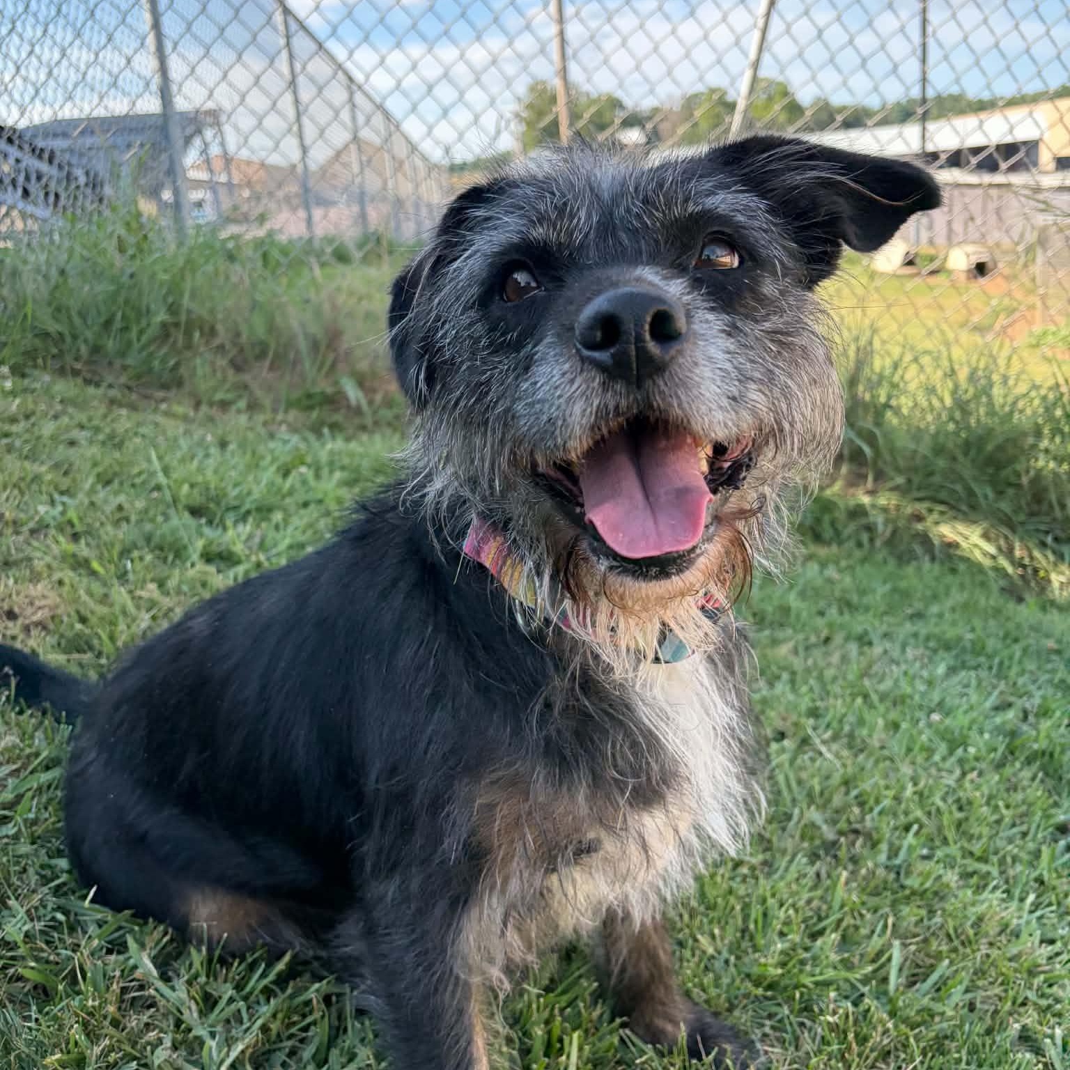 Dakota, a ADOPTABLE mixed breed in Sauk City, WI image 1/6