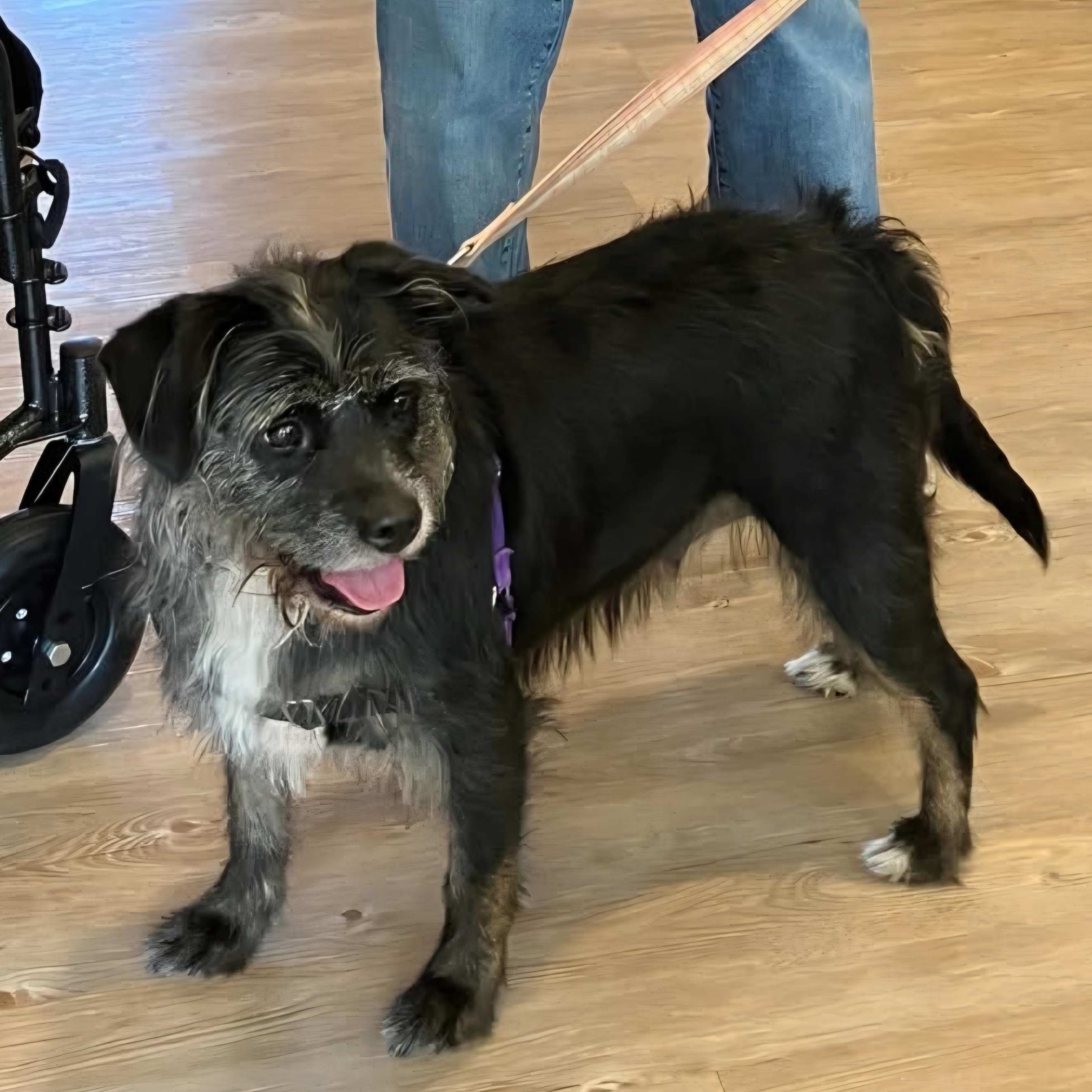 Dakota, a ADOPTABLE mixed breed in Sauk City, WI image 6/6