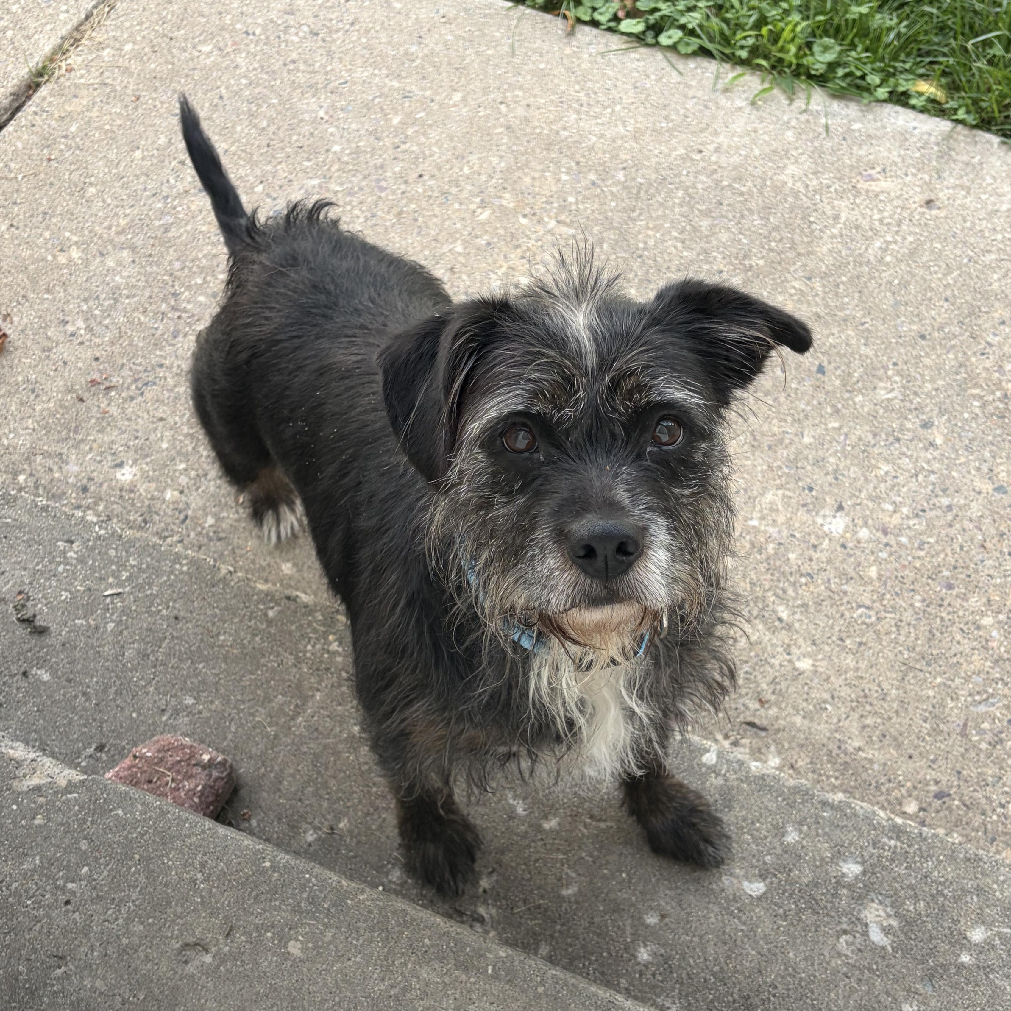 Dakota, a ADOPTABLE mixed breed in Sauk City, WI image 5/6