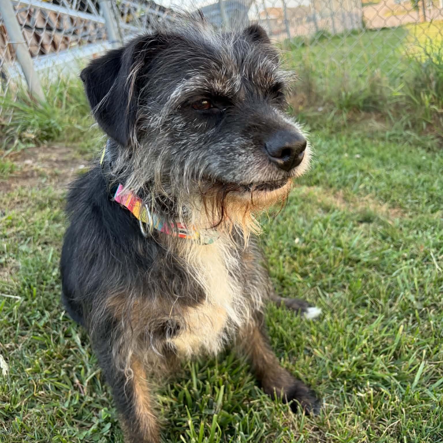 Dakota, a ADOPTABLE mixed breed in Sauk City, WI image 3/6