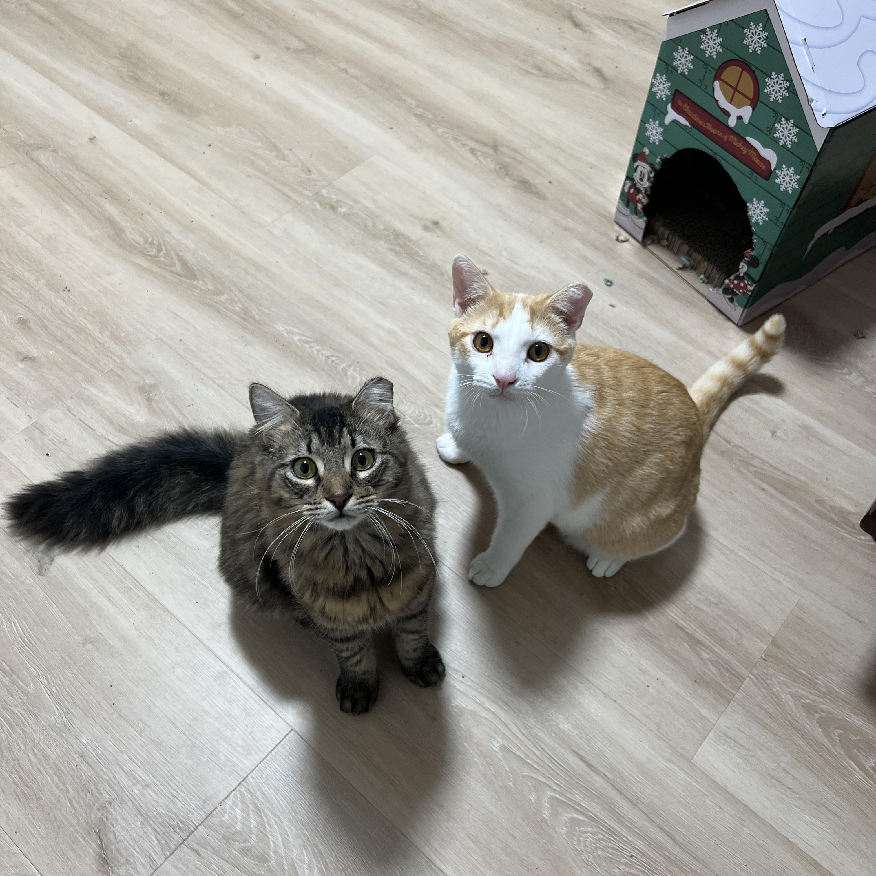 Ham & Chicken, a Adoptable Domestic Short Hair in Tampa, FL image 1/5