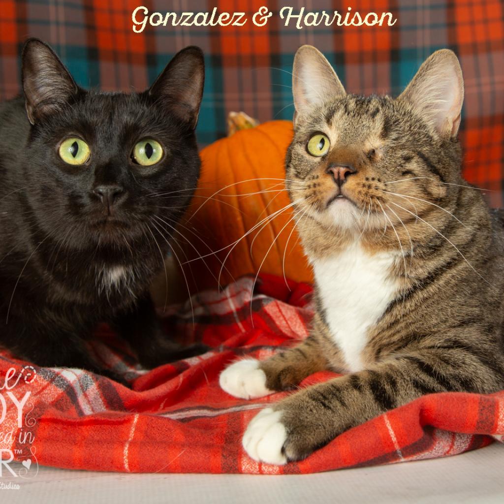 Harrison, Adoptable, Adult Male Domestic Short Hair.