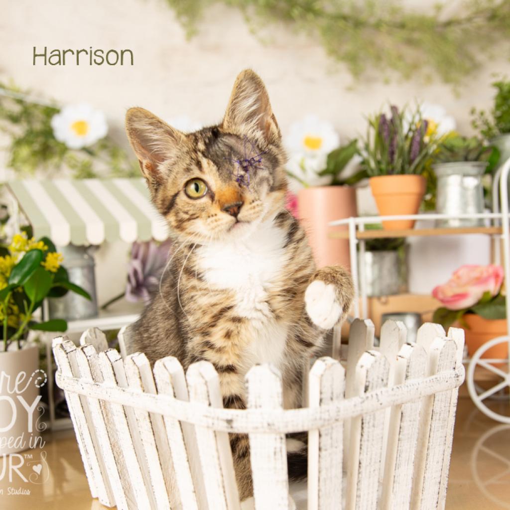 Harrison, a Adoptable Domestic Short Hair in Springfield, MO image 3/4
