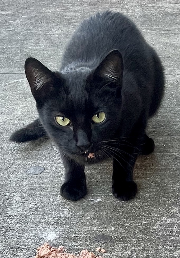 Enlarge Oliver (Urgent socializer foster/adopter needed), a Adopted American Shorthair in Brooklyn, NY image 1/6