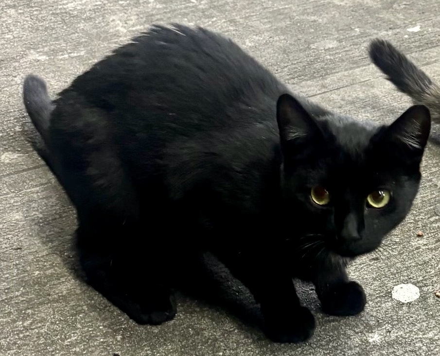 Enlarge Oliver (Urgent socializer foster/adopter needed), a Adopted American Shorthair in Brooklyn, NY image 2/6