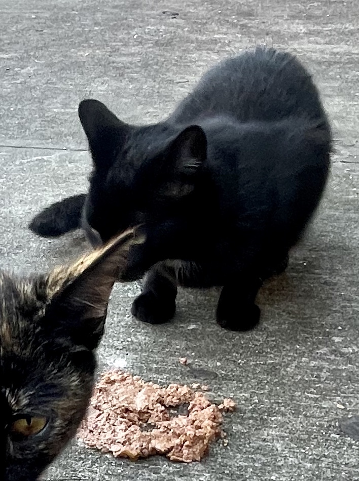 Enlarge Oliver (Urgent socializer foster/adopter needed), a Adopted American Shorthair in Brooklyn, NY image 3/6