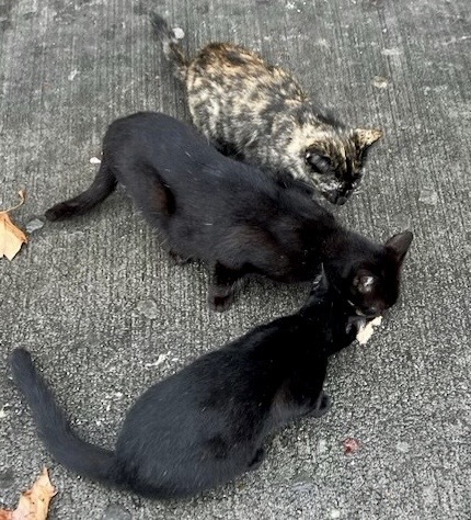 Enlarge Oliver (Urgent socializer foster/adopter needed), a Adopted American Shorthair in Brooklyn, NY image 4/6