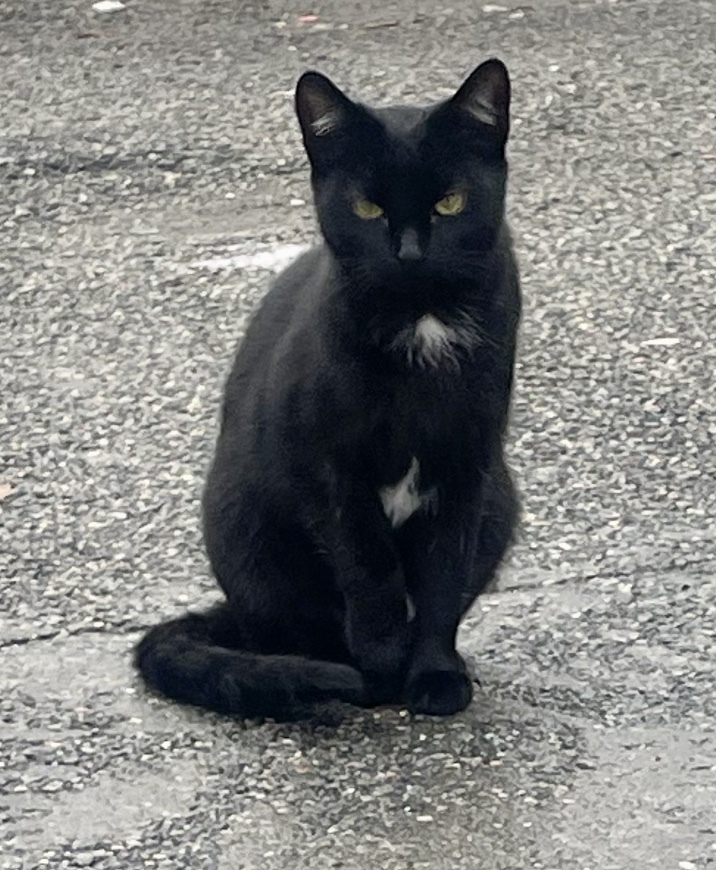 Enlarge Oliver (Urgent socializer foster/adopter needed), a Adopted American Shorthair in Brooklyn, NY image 5/6