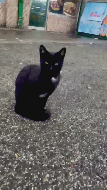 Enlarge Oliver (Urgent socializer foster/adopter needed), a Adopted American Shorthair in Brooklyn, NY video 6/6