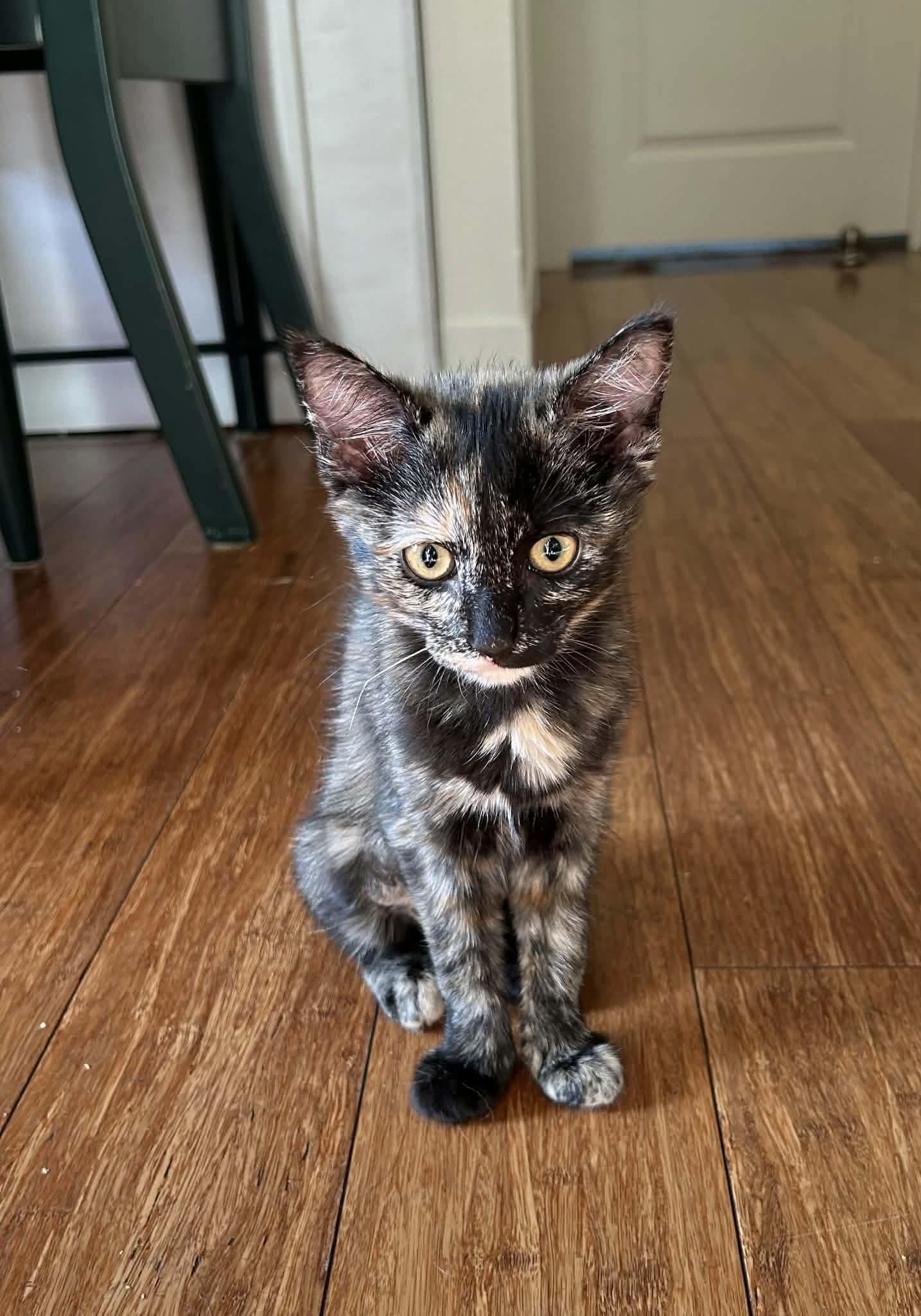 Mimolette, ADOPTABLE, Kitten Female Tortoiseshell & Domestic Short Hair.