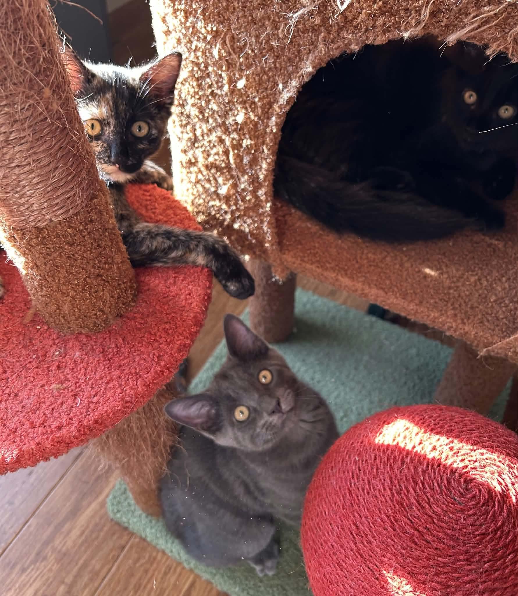 Mimolette, a ADOPTABLE mixed breed in Gladstone, OR image 6/6