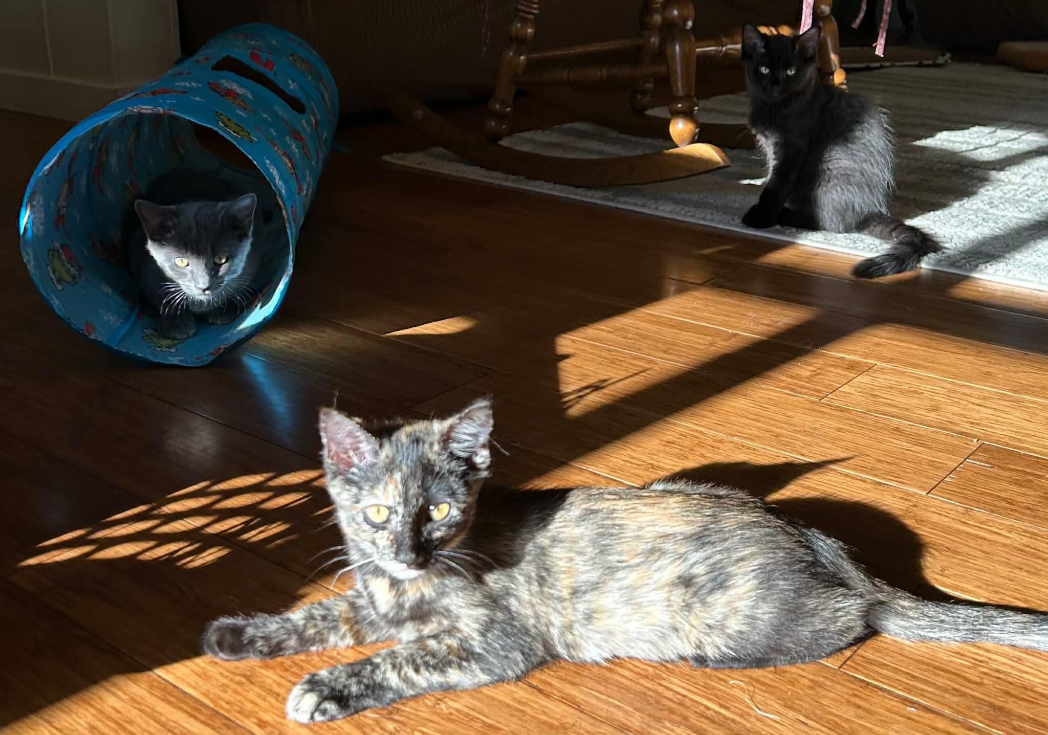 Mimolette, a ADOPTABLE mixed breed in Gladstone, OR image 5/6