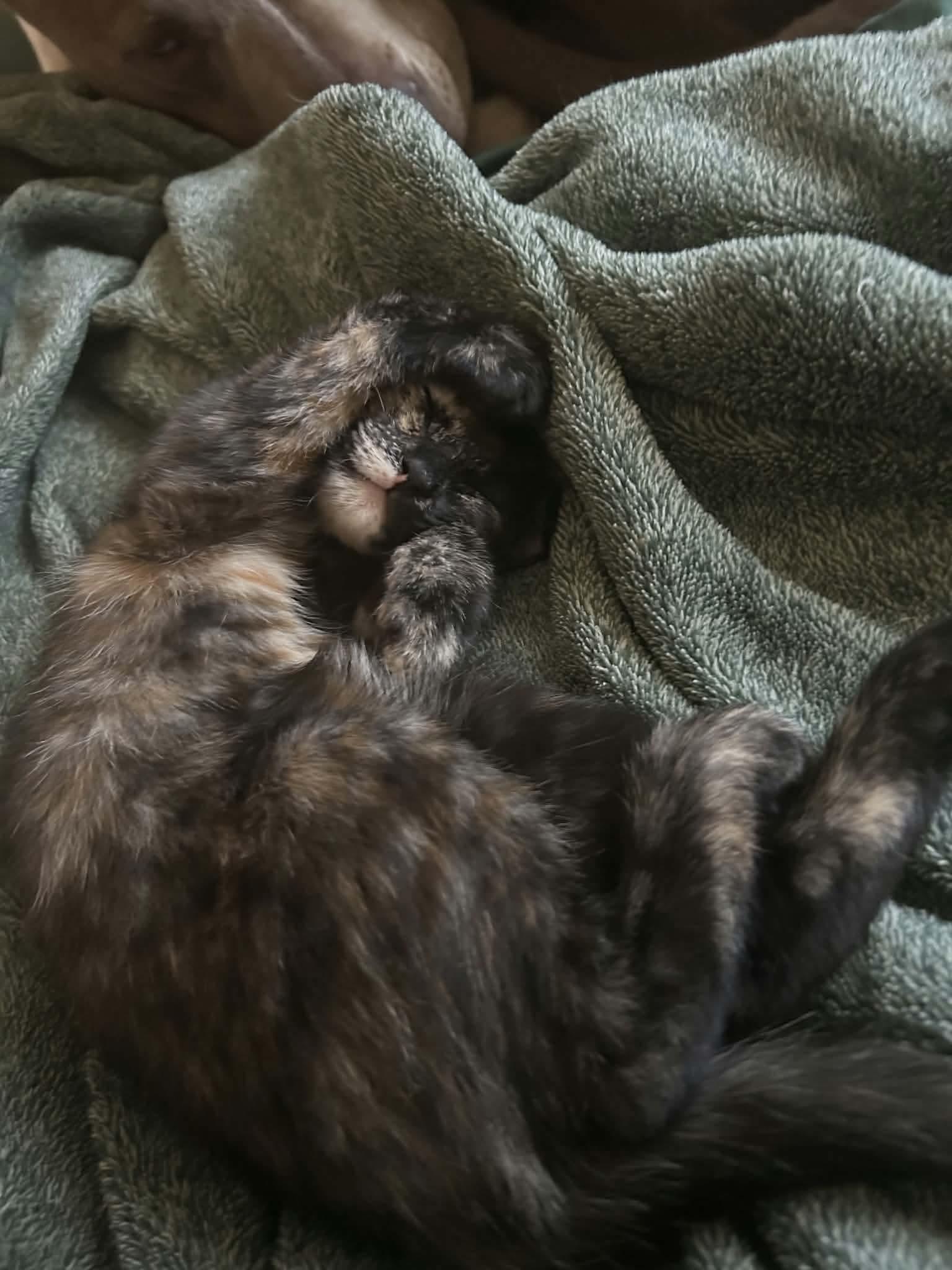 Mimolette, a ADOPTABLE mixed breed in Gladstone, OR image 3/6