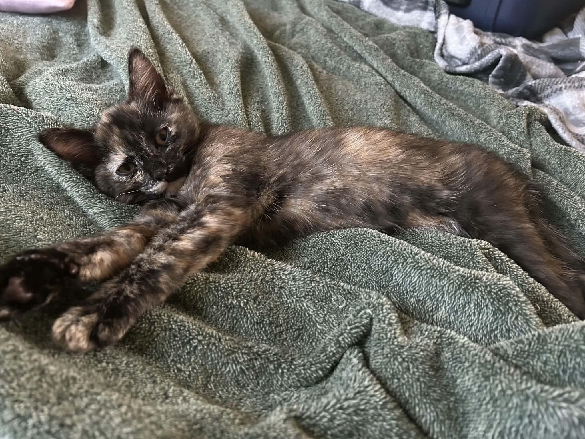 Mimolette, a ADOPTABLE mixed breed in Gladstone, OR image 2/6