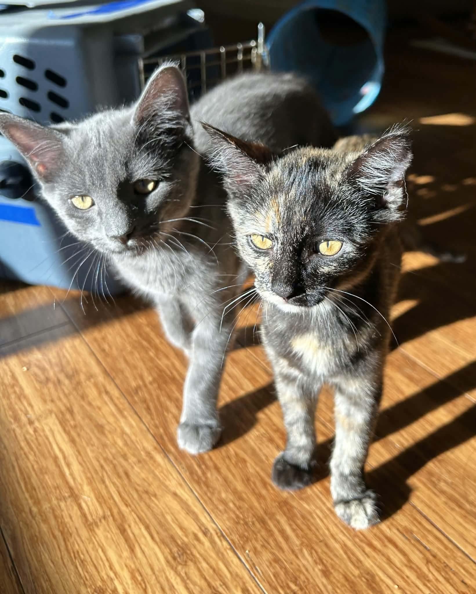 Mimolette, a ADOPTABLE mixed breed in Gladstone, OR image 4/6
