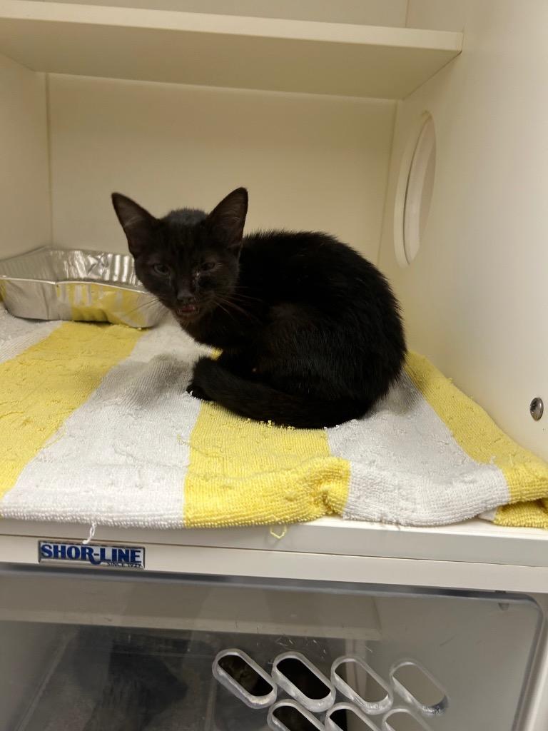 Tessa, Adoptable, Kitten Female Domestic Short Hair.