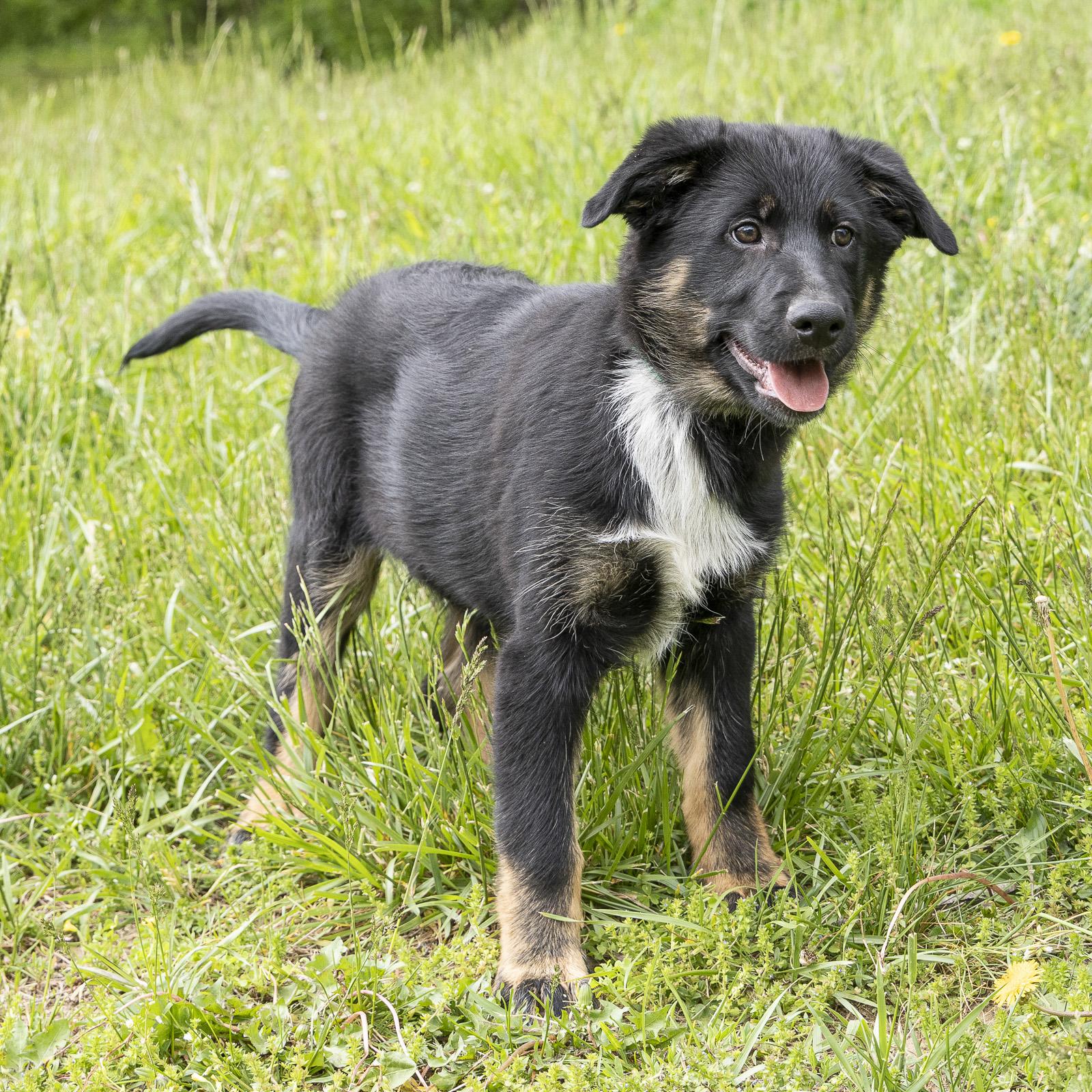 Enlarge Archie, an adopted mixed breed in Stroudsburg, PA image 2/2