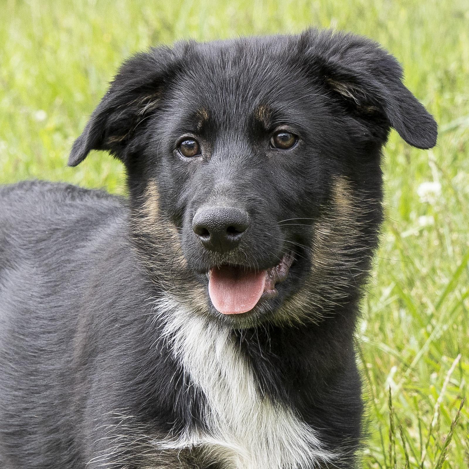 Archie, adopted, Puppy Male German Shepherd Dog & Australian Shepherd.