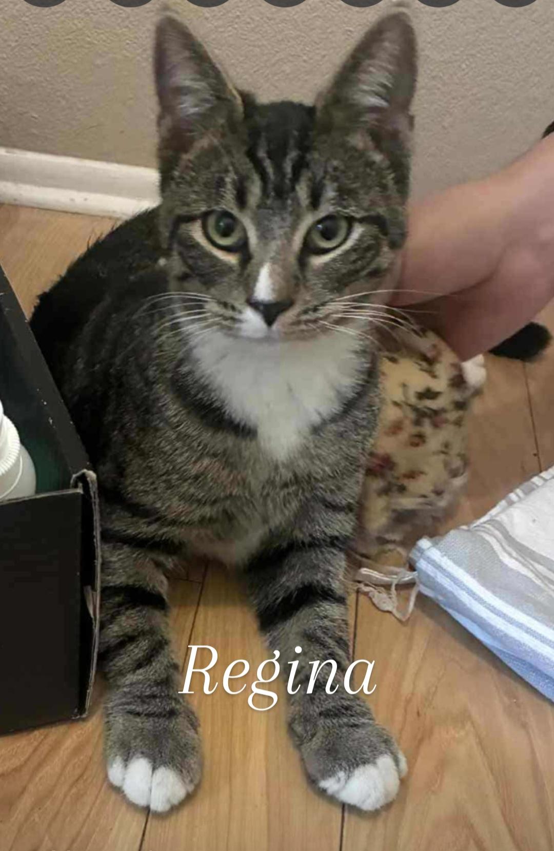 Regina, Adoptable, Young Female Domestic Short Hair.