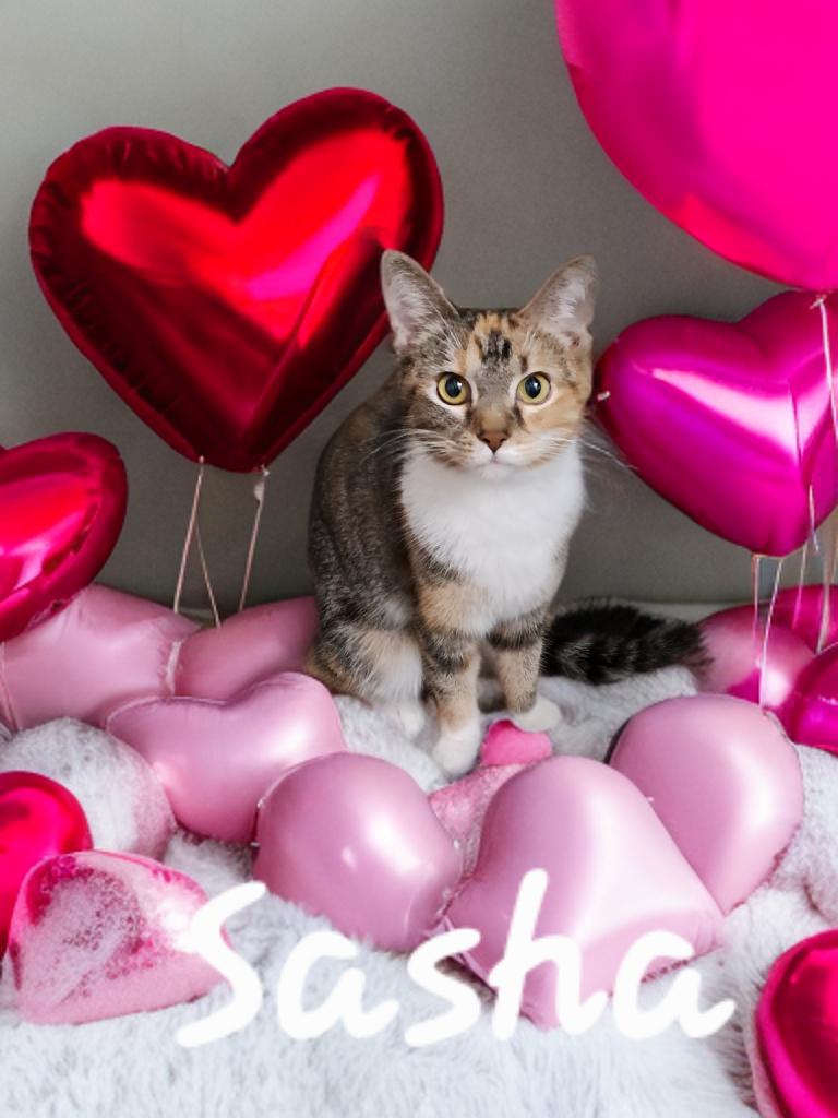 Sasha, ADOPTABLE, Adult Female Domestic Short Hair.