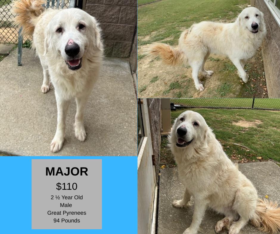 Enlarge Major, a Adoptable Great Pyrenees in Decatur, AL image 1/1