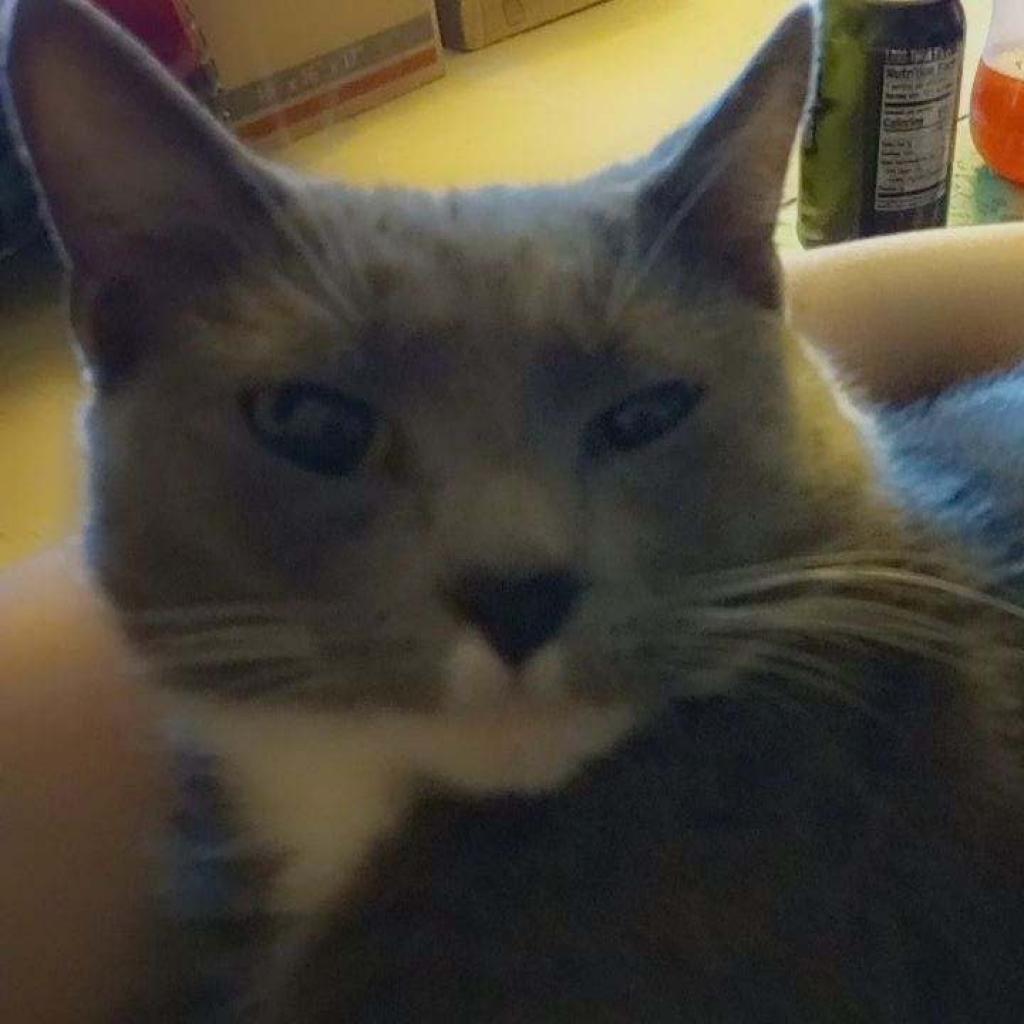 Enlarge Lola, a Adoptable Domestic Short Hair in Lynchburg, VA image 1/2