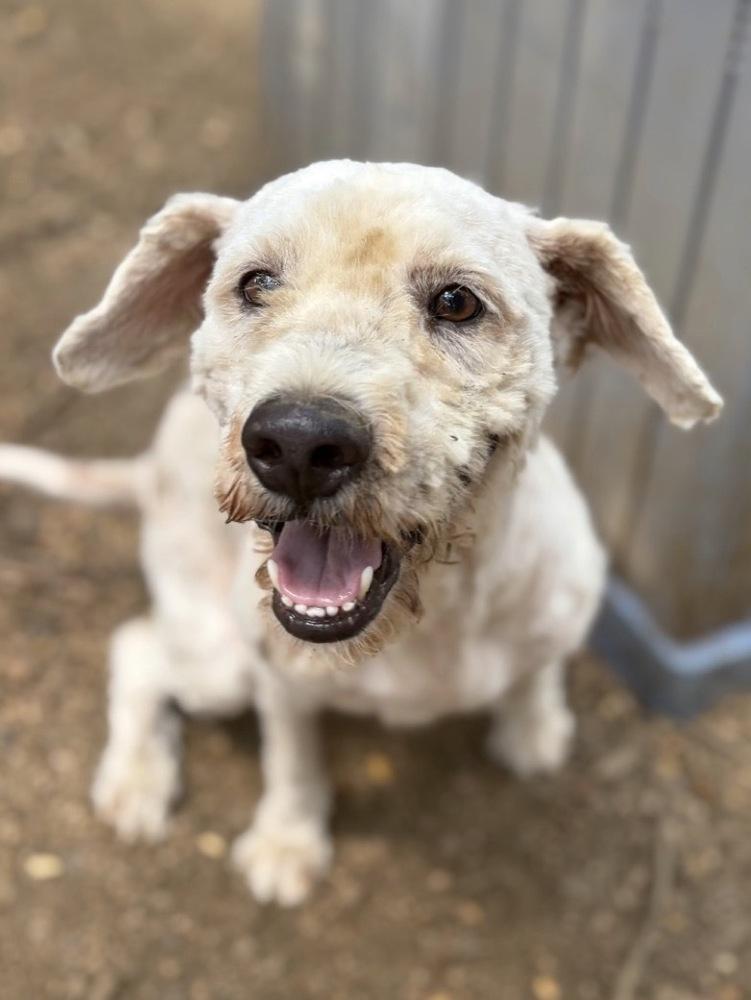 Enlarge Duke, a Adoptable mixed breed in Aurora, CO image 1/2