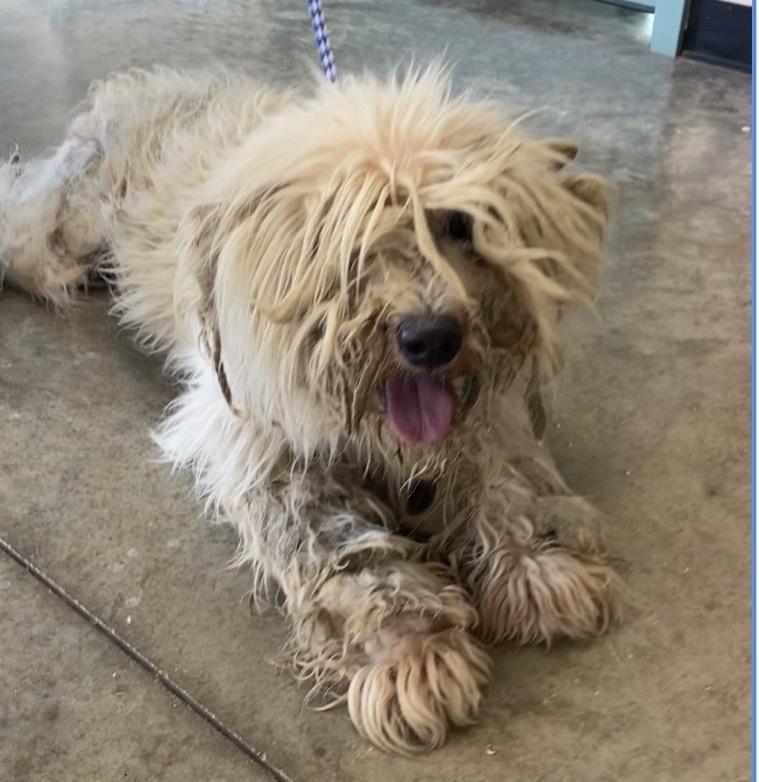 Enlarge Duke, a Adoptable mixed breed in Aurora, CO image 2/2