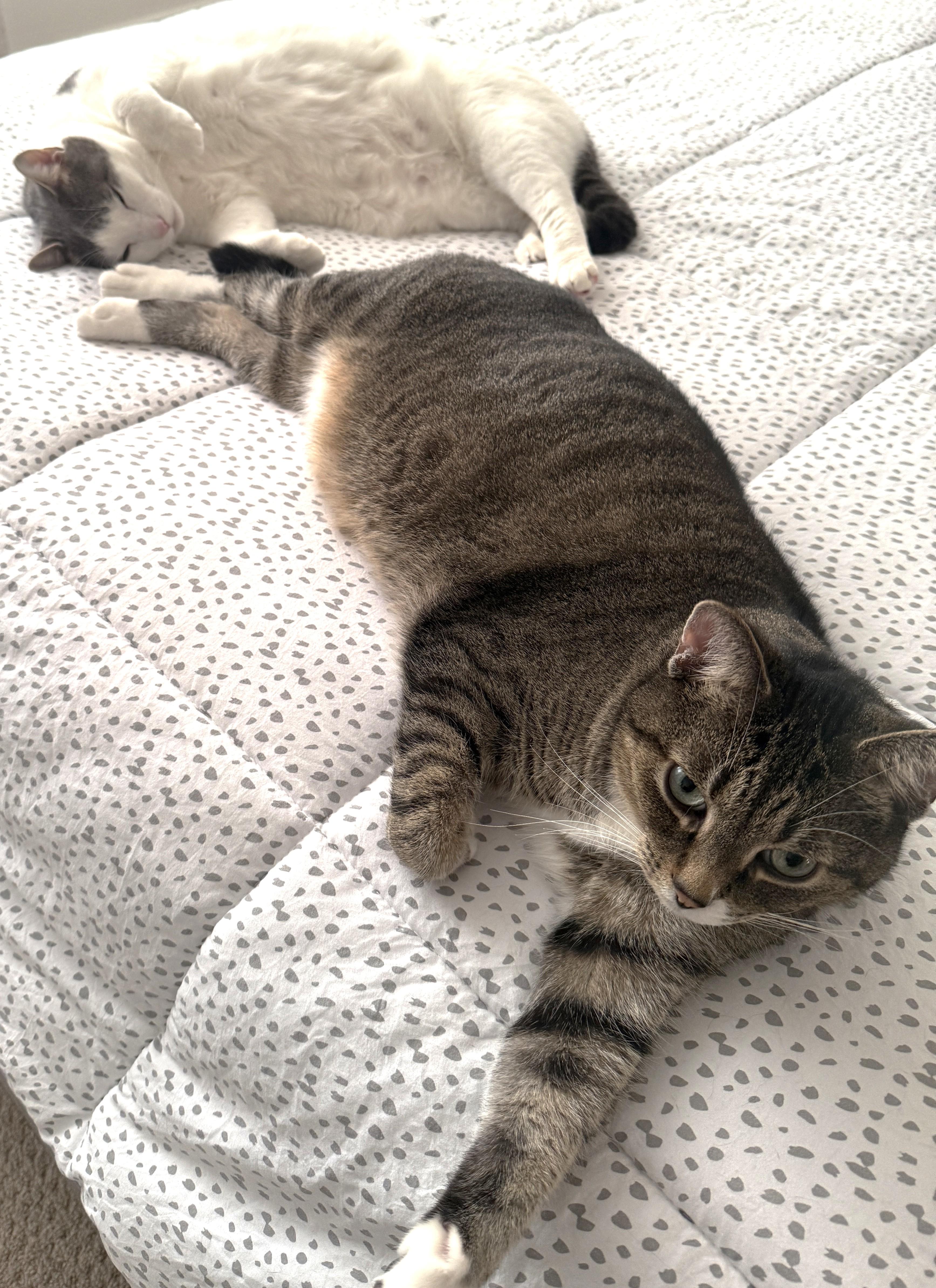 Oggie, a Adoptable Tabby in Stoney Creek, ON image 3/6