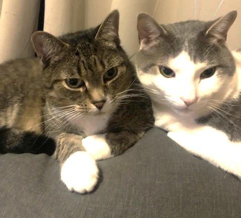 Oggie, a Adoptable Tabby in Stoney Creek, ON image 6/6