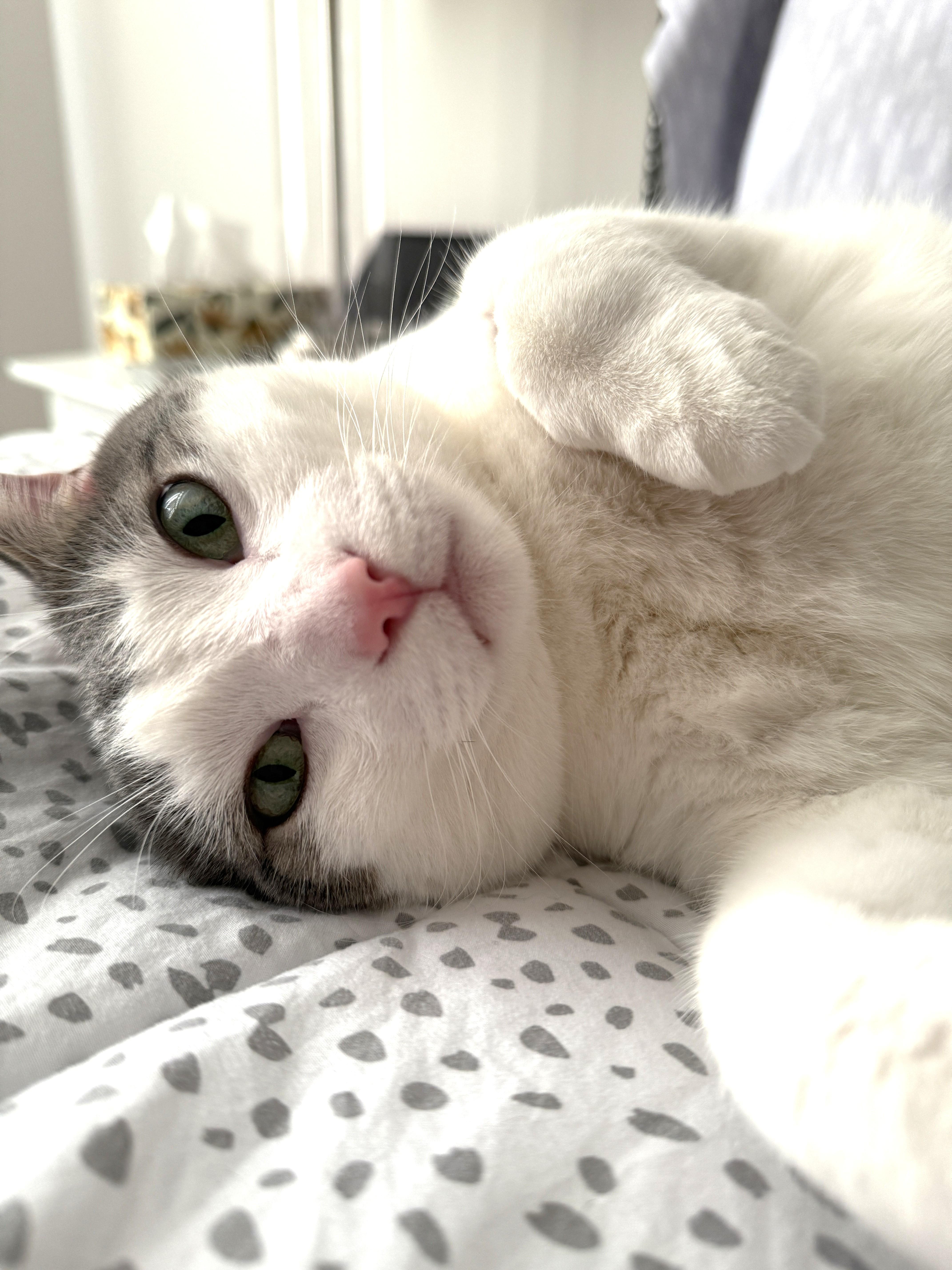 Oggie, a Adoptable Tabby in Stoney Creek, ON image 1/6