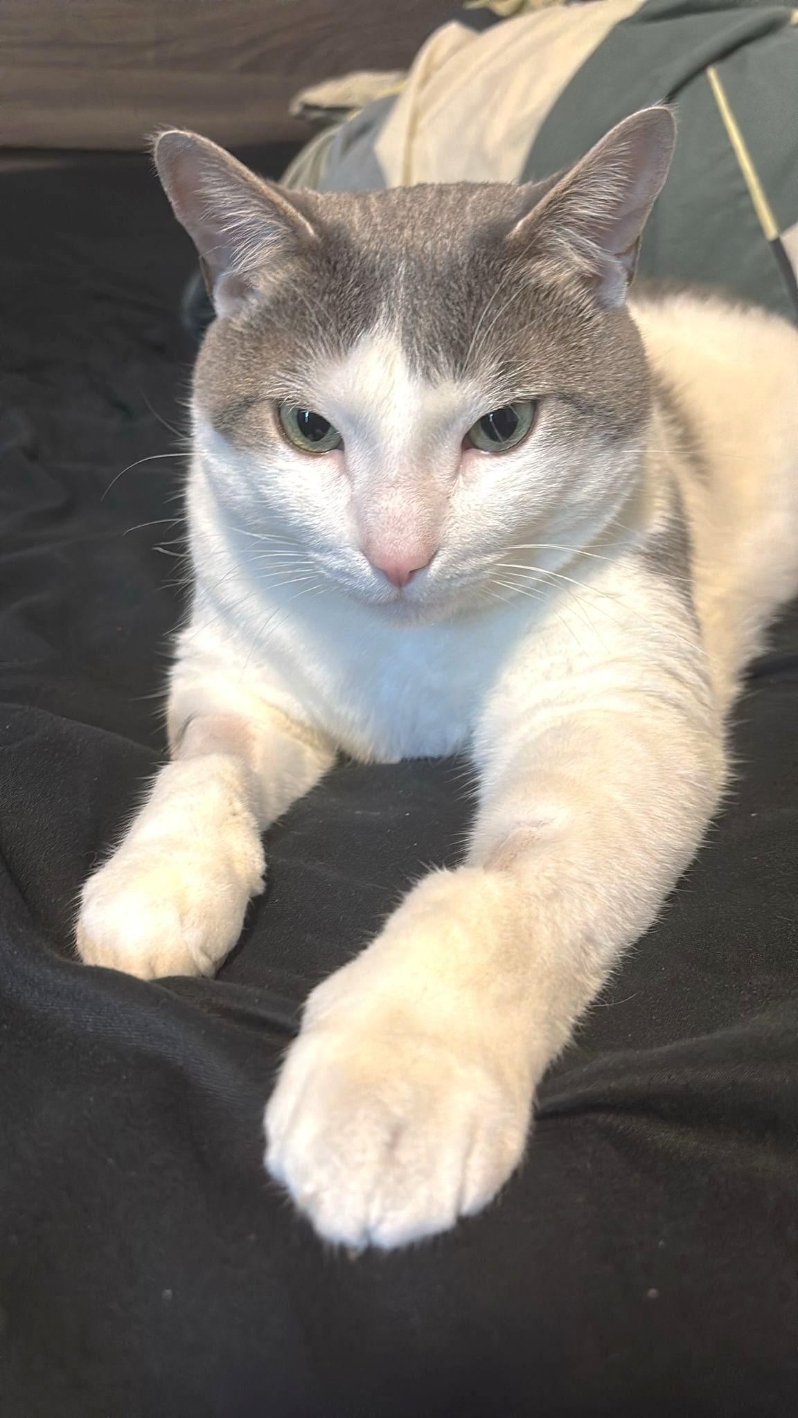 Oggie, a Adoptable Tabby in Stoney Creek, ON image 5/6