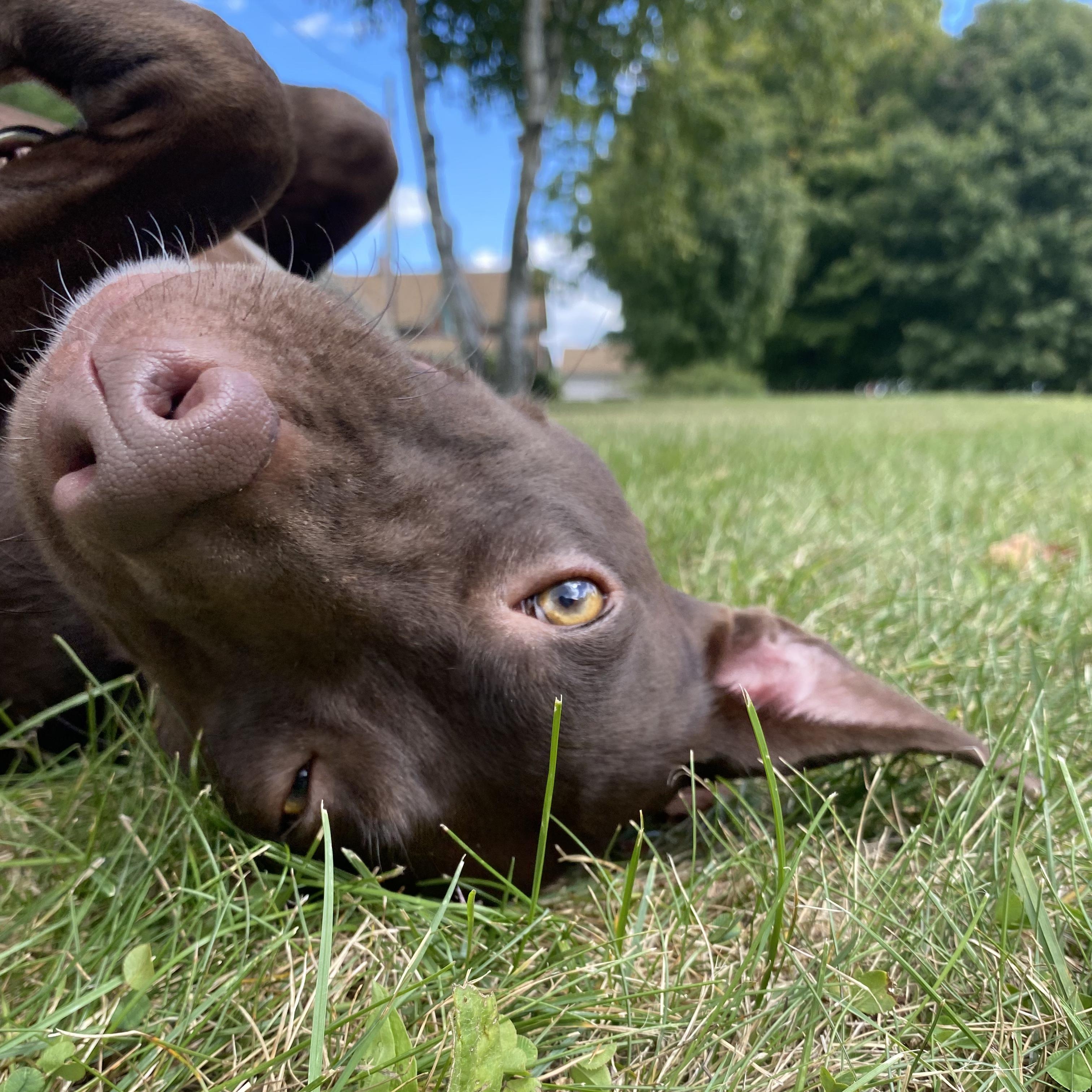 Bonnie, Adopted, Adult Female Chocolate Labrador Retriever.