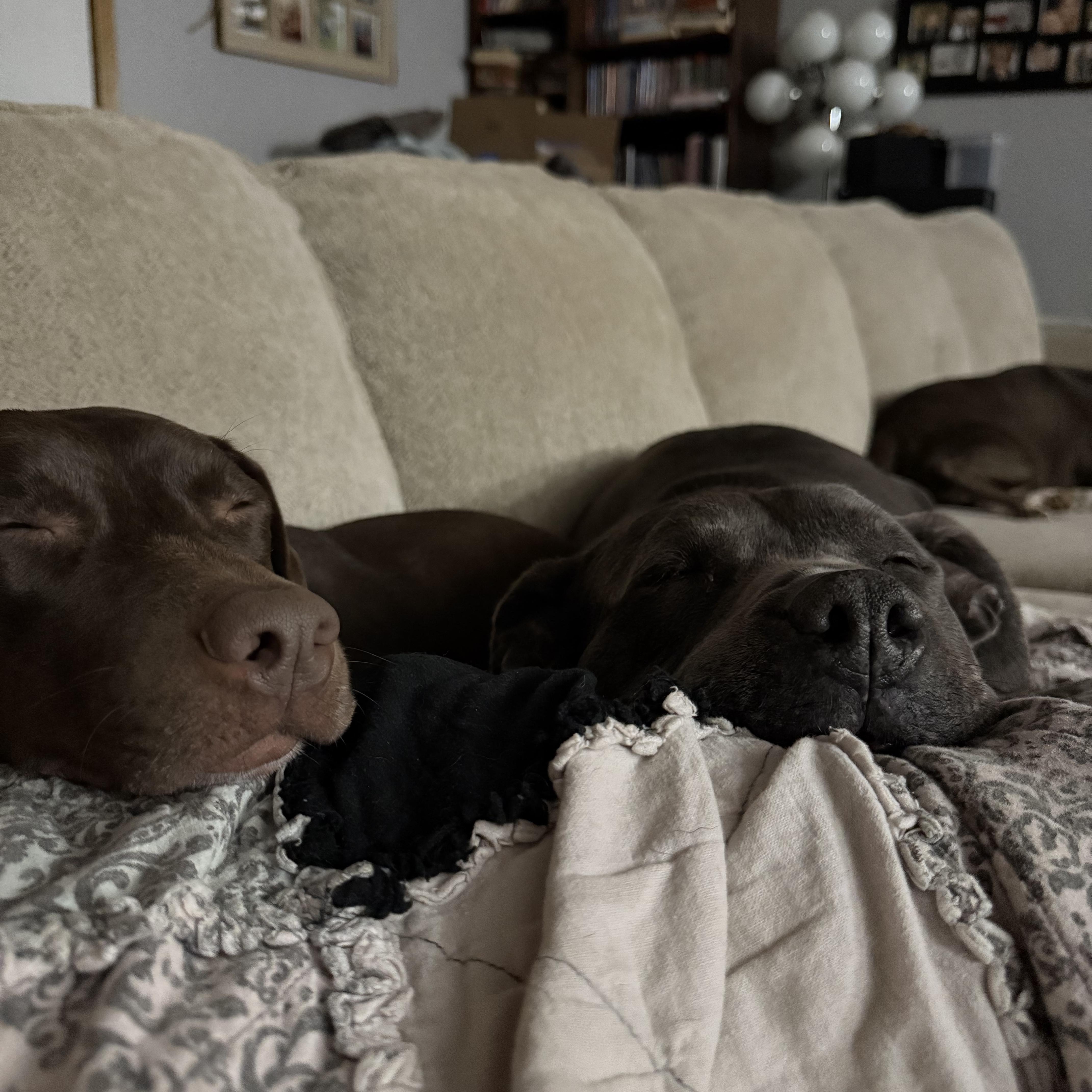 Bonnie, a Adopted mixed breed in KITCHENER, ON image 2/6