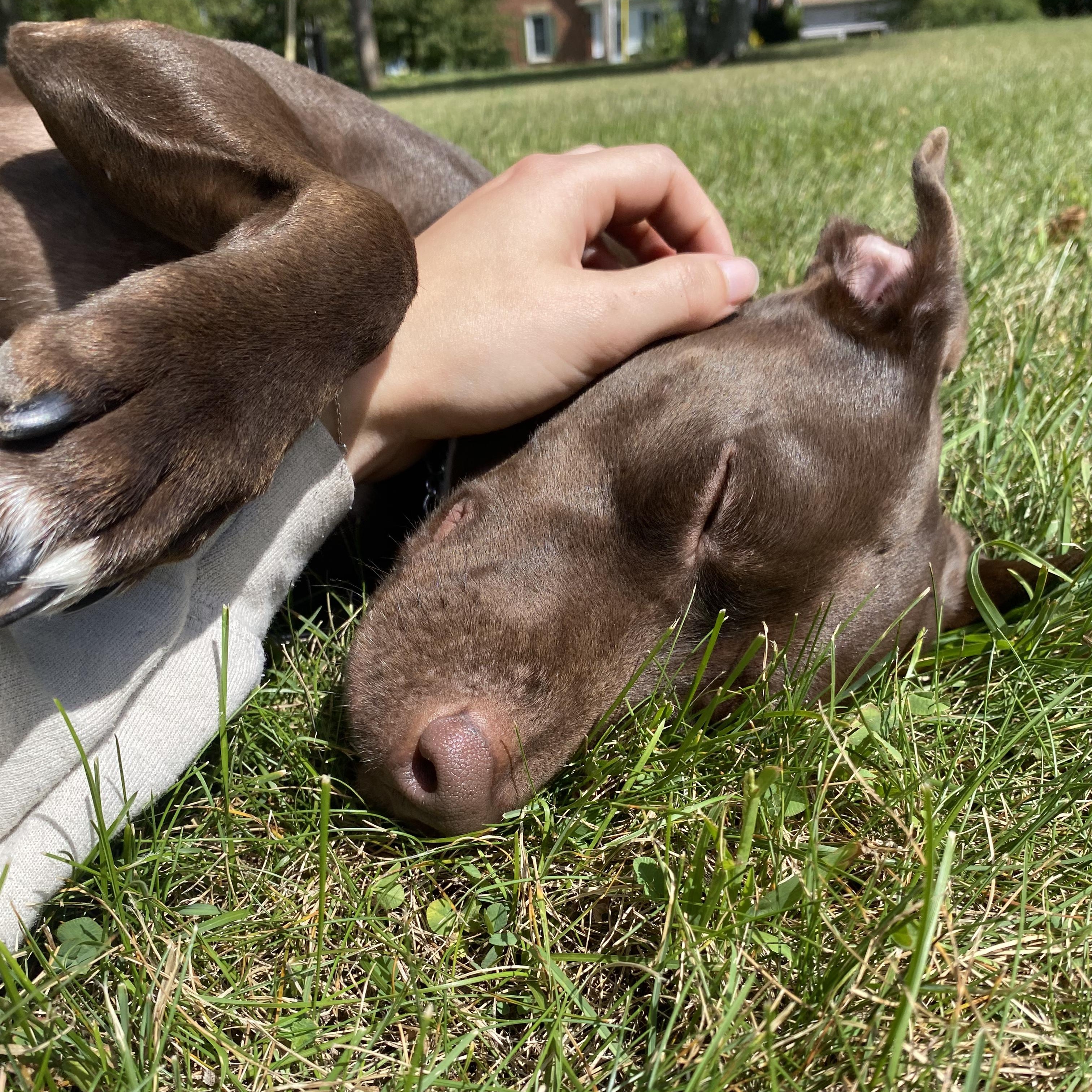 Bonnie, a Adopted mixed breed in KITCHENER, ON image 3/6