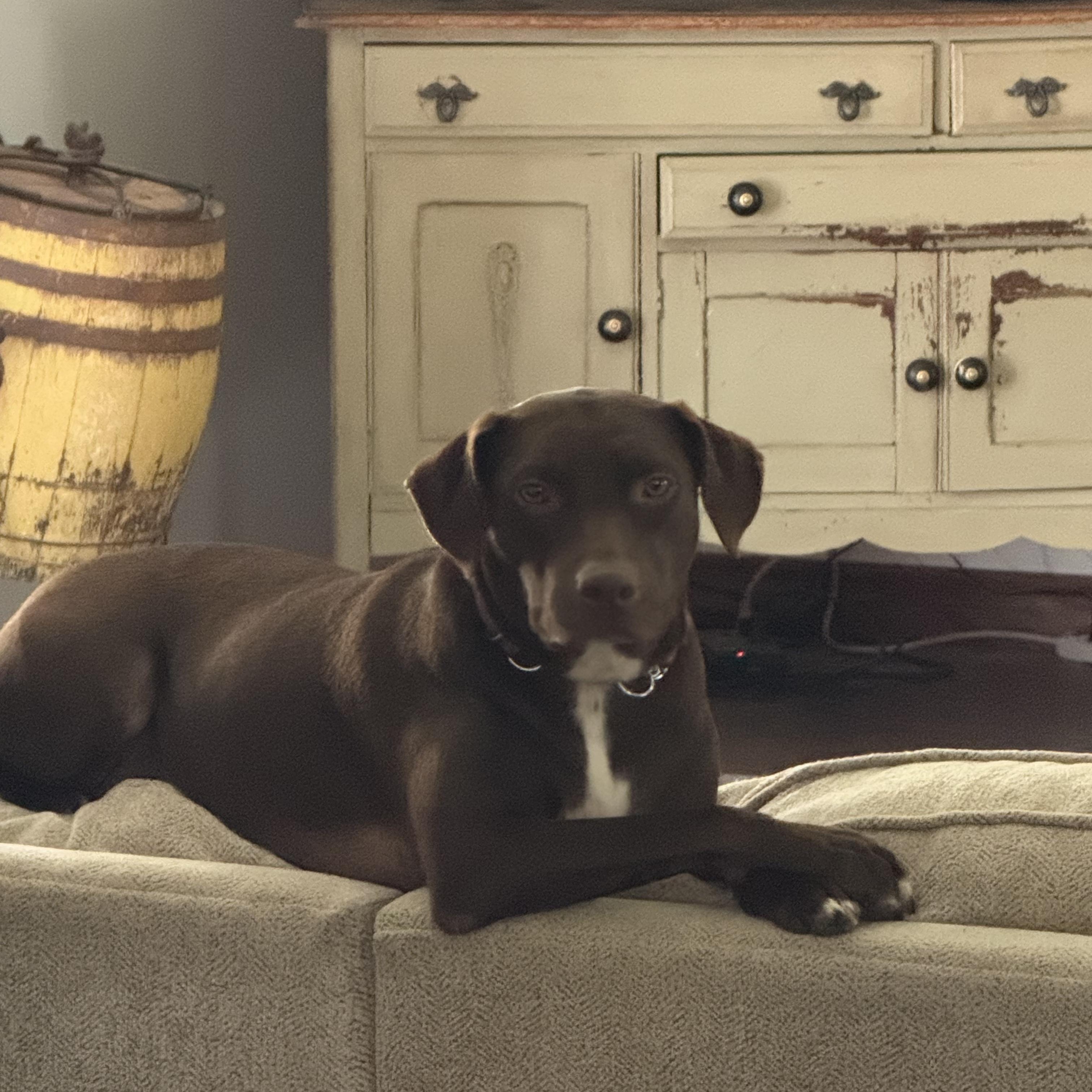 Bonnie, a Adopted mixed breed in KITCHENER, ON image 4/6