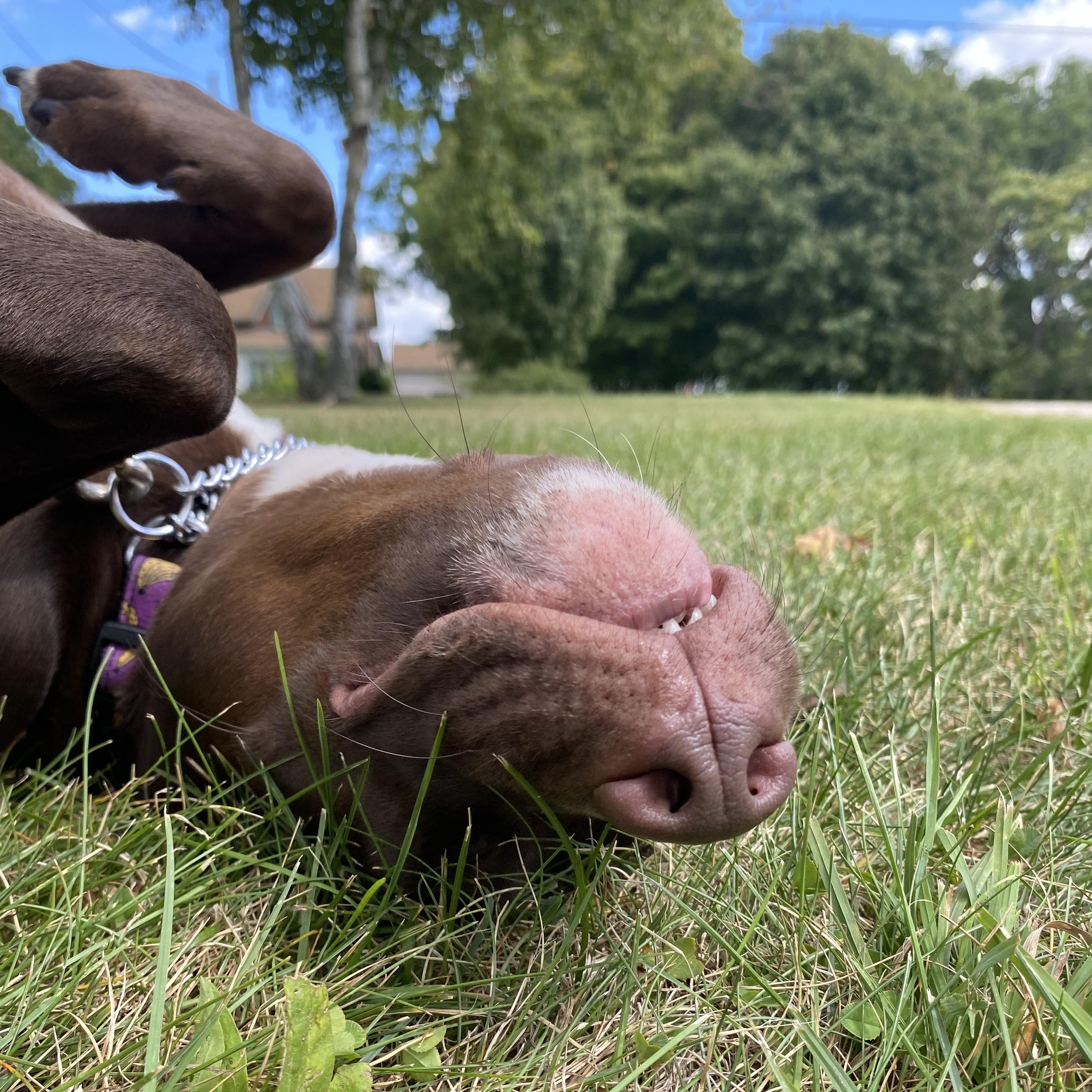 Bonnie, a Adopted mixed breed in KITCHENER, ON image 6/6