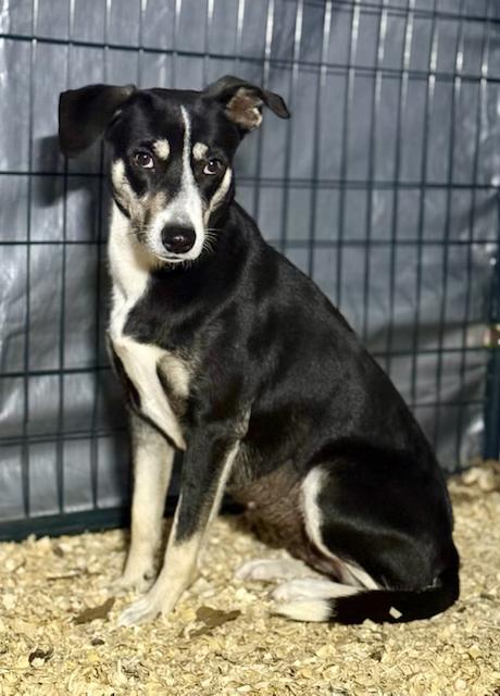 Lily, a ADOPTABLE mixed breed in Dale, TX image 4/4