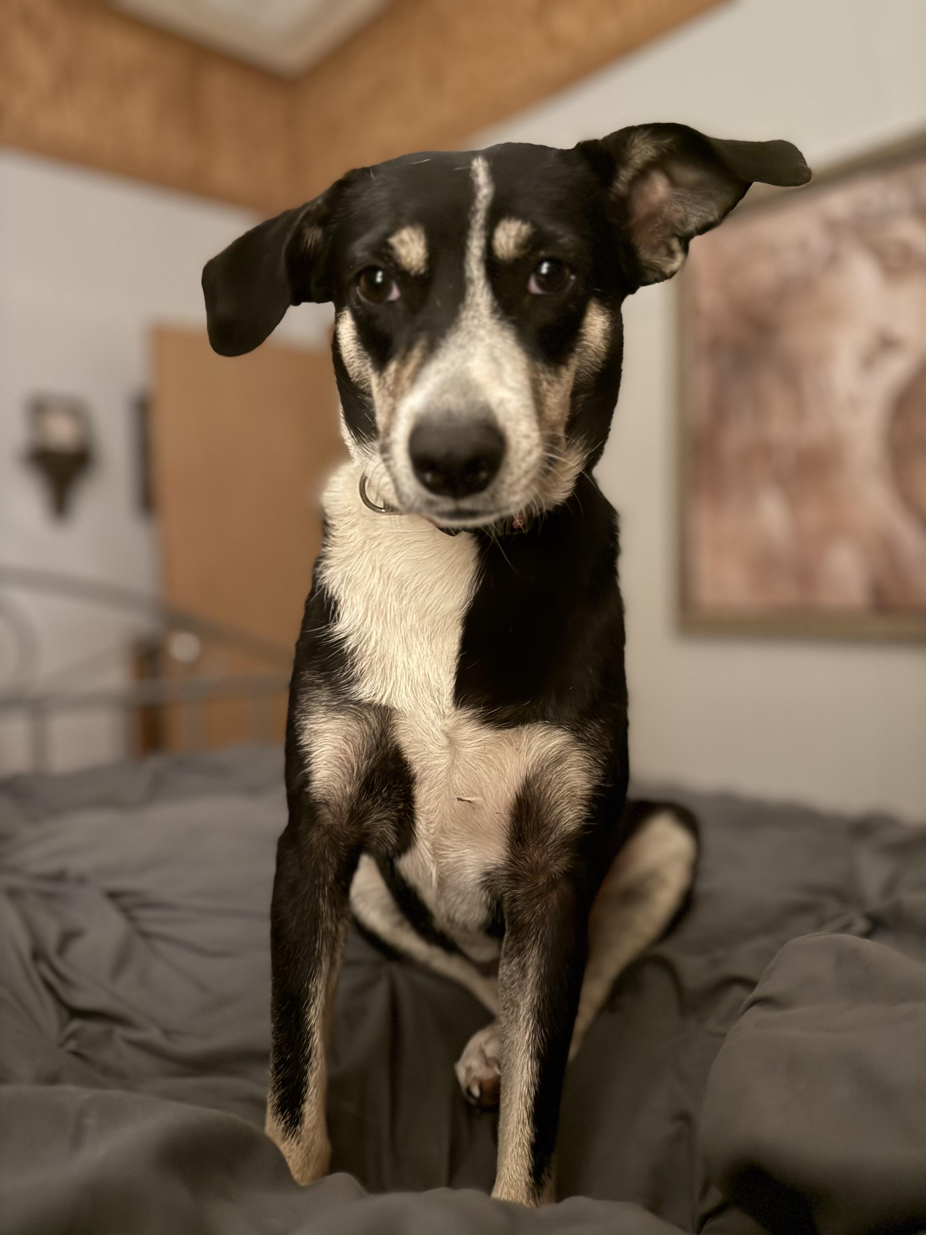 Enlarge Lily, a Adoptable mixed breed in Dale, TX image 4/5