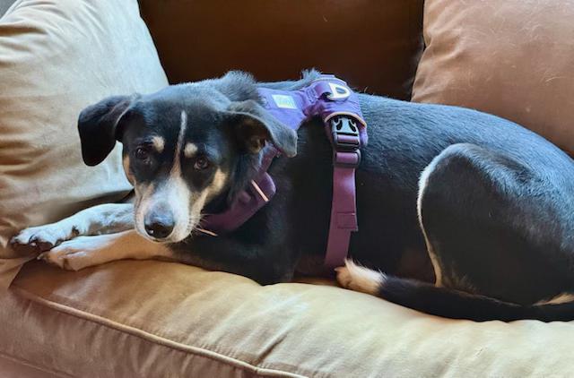 Lily, a ADOPTABLE mixed breed in Dale, TX image 2/4