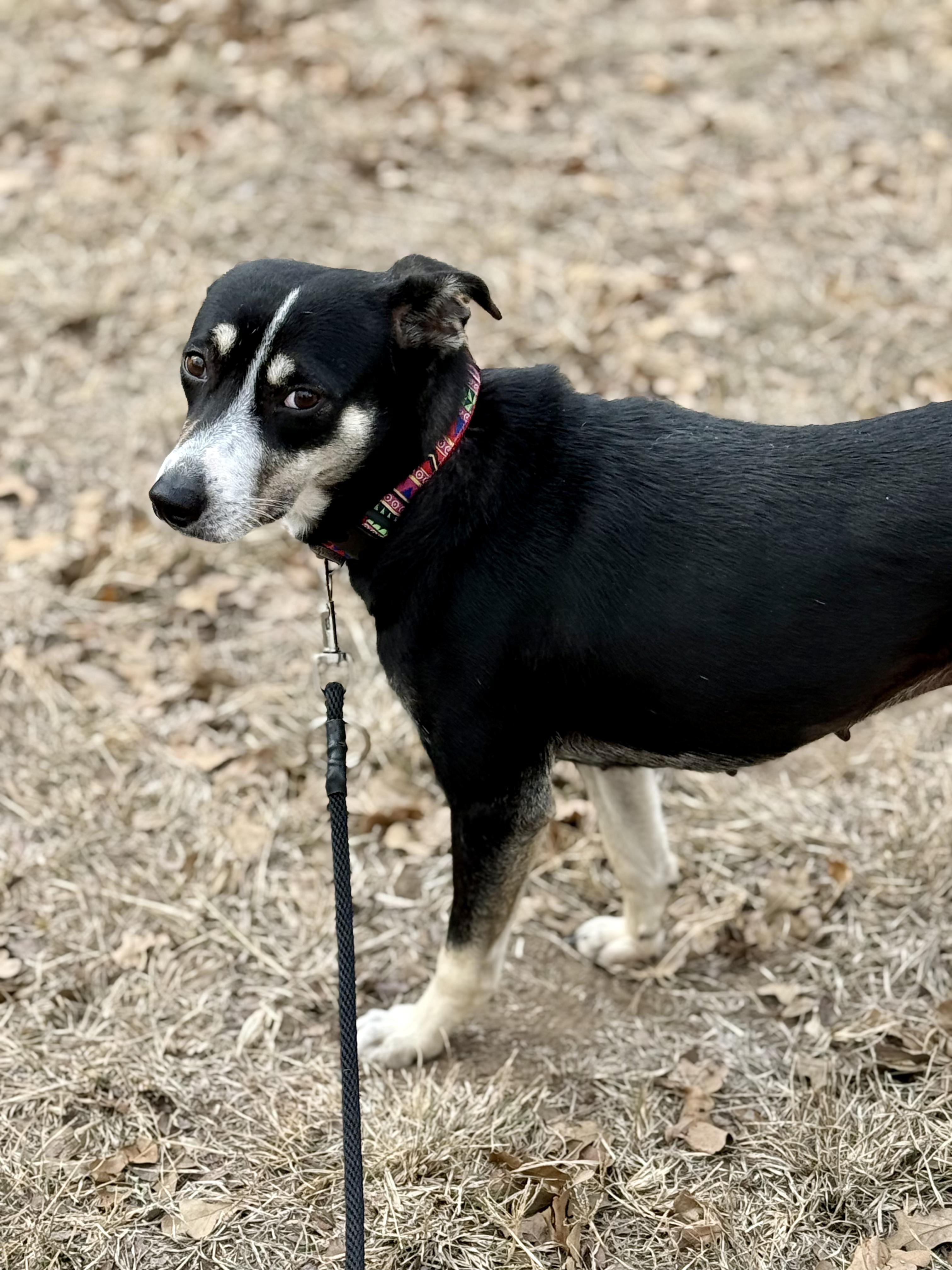 Enlarge Lily, a Adoptable mixed breed in Dale, TX image 3/5