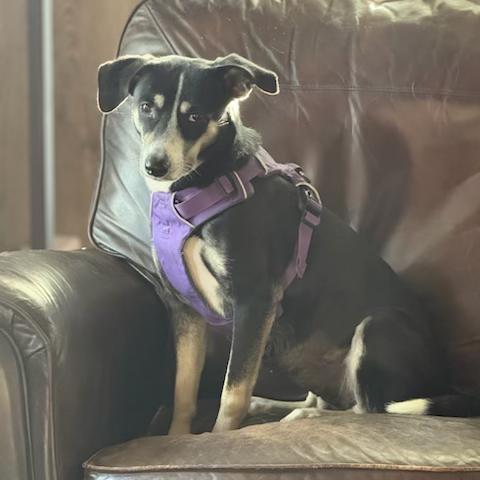 Lily, a ADOPTABLE mixed breed in Dale, TX image 1/4