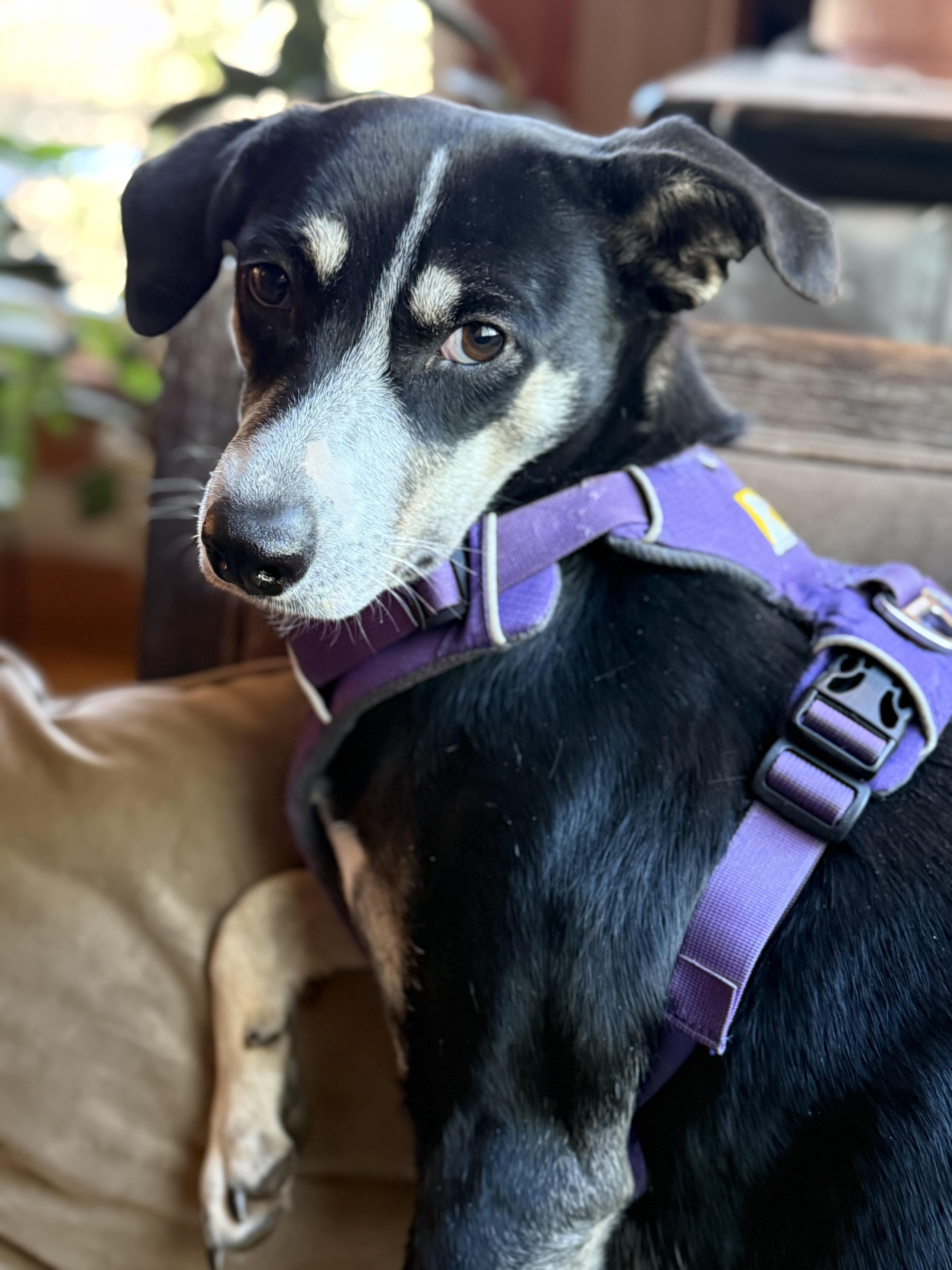 Enlarge Lily, a Adoptable mixed breed in Dale, TX image 2/5