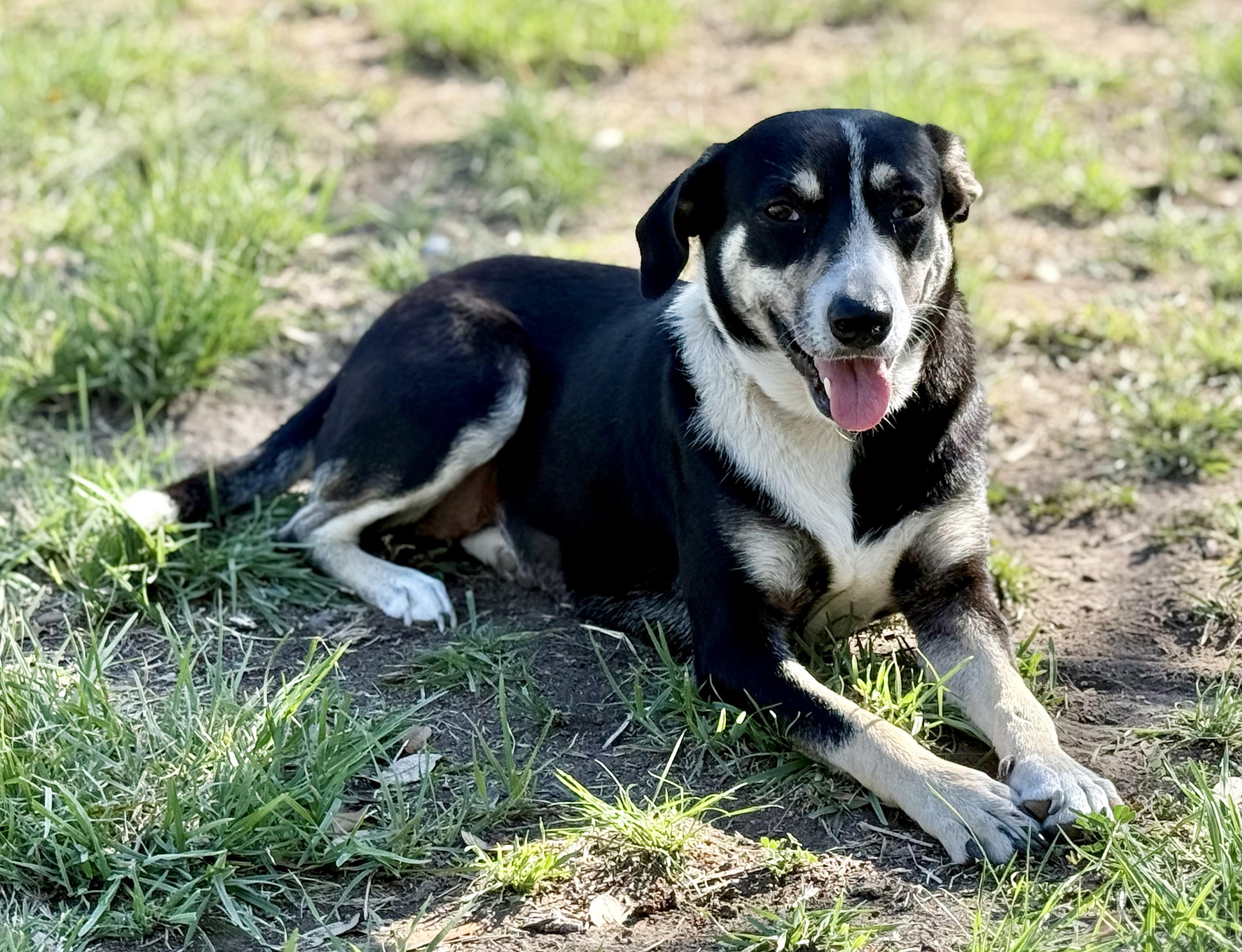 Lily, Adoptable, Young Female Terrier.